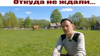 О проблемках с коровами, которых не ожидали, "Белорус" в полях,  индюки растут! Жизнь в деревне.