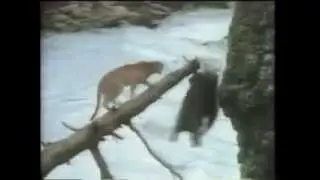 Opening To Fly Away Home 1996 VHS