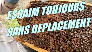 SWARM ALWAYS WITHOUT MOVEMENT