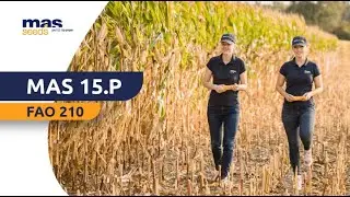 Kukurydza MAS 15.P - WZORZEC WCZESNOŚCI