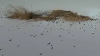 pew pew