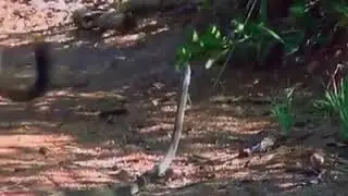 Snake vs mangoes .king cobra big battle