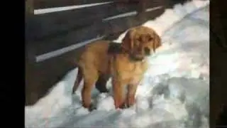 Chiens