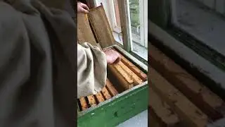 Качаем Майский Мёд