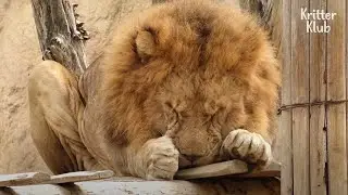 Coward Lion Challenges The King And Crouches In Corner (Part 2) | Kritter Klub