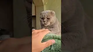 такой вот Мася )