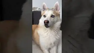 I Just Found Out The World Doesn’t Revolve Around Me🤯 Pomsky Dog #shorts #doglover #youtubeshorts