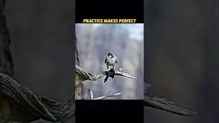 Falcon Training Pays Off! Practice Turns Into a Perfect Hunt! 