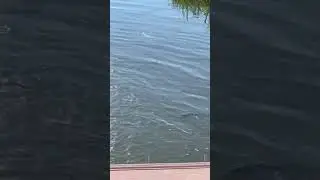 Форель плавает поверху и сушит плавники