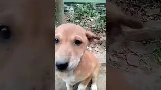 cat and rat funny moments 