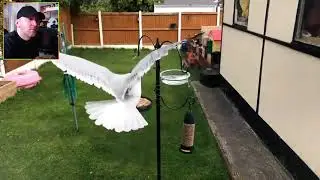 Bird Cam | A Seagull Appears !! BASTARDS!