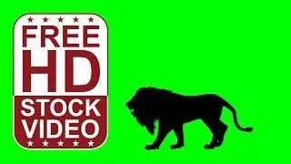 Free Stock Videos – animal silhouette lion walking on green screen