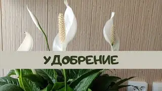 Женское счастье ( спатифиллум) подкормки