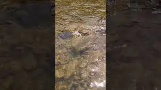 Сима на хвостатую резину