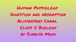 Human Physiology | Digestion and absorption : Alimentary Canal : Class 11 Biology by Suprita Mam