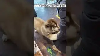 #TikTok #youtubeshort #cutedog #dog #cat #cutecat #short #shorts #animal #Luong chelich 9497