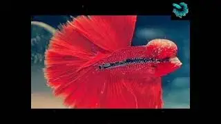 flower horn betta fish..