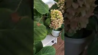 Осеннее утро на террасе #music #nostalgia #garden #растения #plants #цветы #садоводство #дача