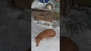 Верные друзья! 🤗