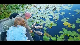 УТЯТА И ЛЕБЕДЯТА Утиная банда часть 2