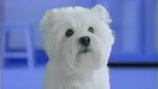 Old Cesar Bistro Dog Food Commercial