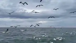 ЛУННАЯ СОНАТА 🌹