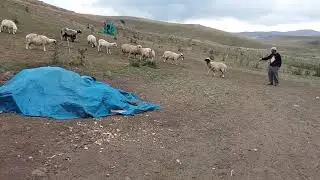 Tokat Niksar Karabaş Yurdu yaylası  (Karayaka ırkı)