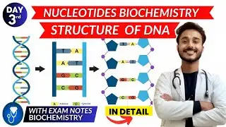 nucleotides biochemistry | dna structure biochemistry | structure of dna biochemistry