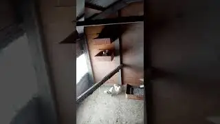 Голуби Димы Локтенко. Омск