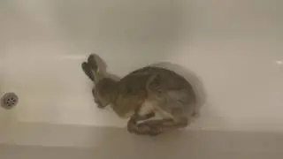 Заяц добыт Барсом