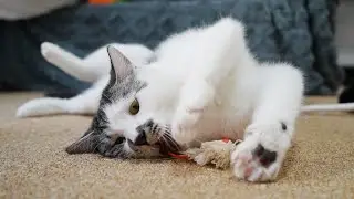 What toy makes cats unable to stop?🐱猫たちがやめられないおもちゃは何ですか。🤣| SD猫の夢島💗