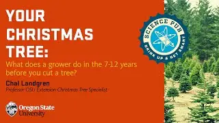 Your Christmas Tree: What does a grower do in the 7-12 years before you cut a tree?