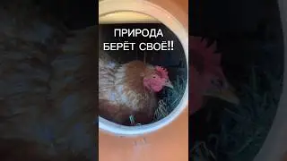«ФАБРИЧНАЯ»  СЕЛА НА ЯЙЦА!!
