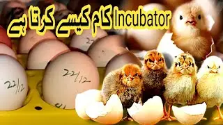 How Incubator Works? || Fancy Chicks Coming Soon 🐣 || Murgi Palan at Home