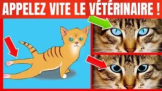 Si votre Chat fait cela, appelez IMMÉDIATEMENT le Vétérinaire