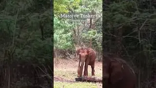 Massive tusker in Sathyamangalam tiger reserve #clickatale #Elephantsighting