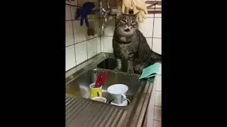 Sneezing cat
