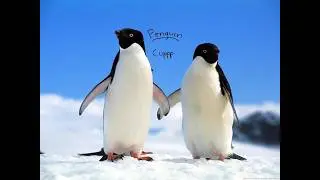 [0.9x] Lv.95 Penguin