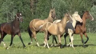 Akhal-Teke Salgym