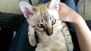 Cuddly Bengal Boy ~ Nova 13 weeks