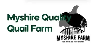 Why you should NEVER grind your quail feed