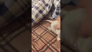 Крыс поймал крысу