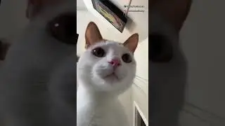 Cat booty dance 