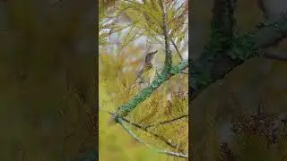 Unveiling the Astonishing Beauty of the White-Eyed Vireo