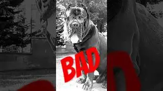 WHO IS BAD ?