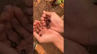 One hole can get lots of crickets 