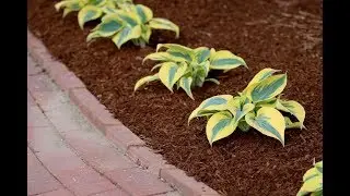 Shadowland® ‘Autumn Frost’ Hosta | Easy Shade Garden Plant by Proven Winners