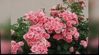 Обильноцветущие розы флорибунда