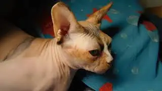 Тайная жизнь домашних животных.