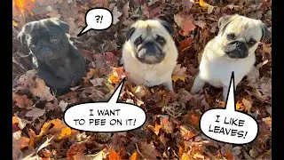 PUG JJ loves to PLAY in LEAVES